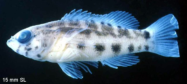 Serranus baldwini