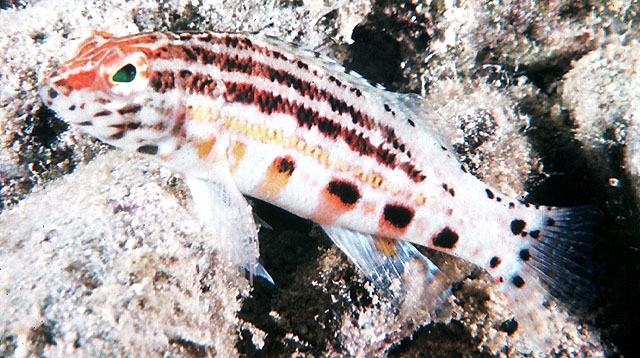 Serranus baldwini