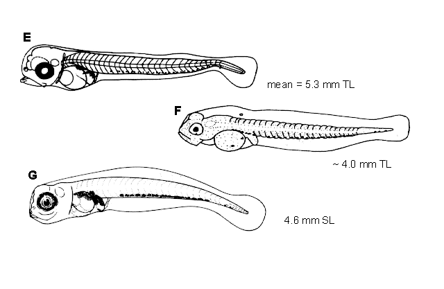 Sebastes brevispinis