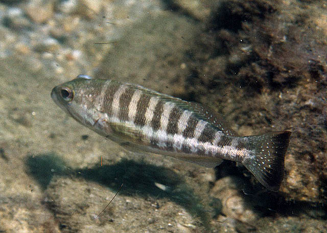 Serranus cabrilla