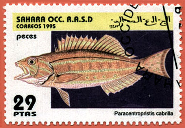 Serranus cabrilla