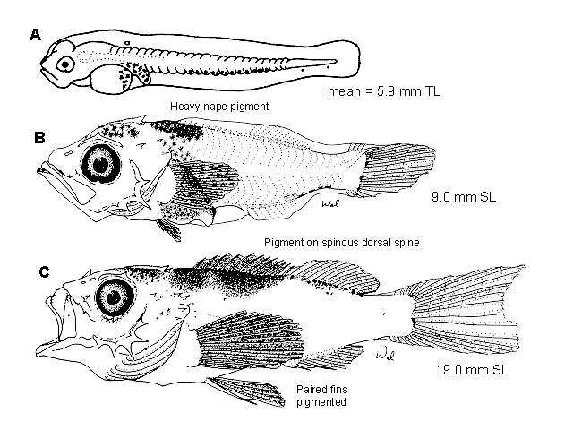 Sebastes crameri