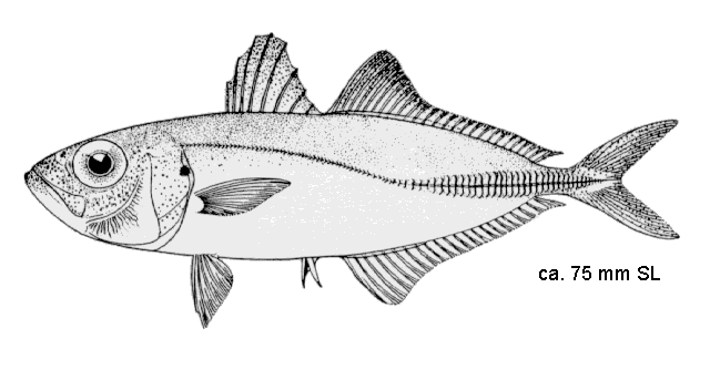 Selar crumenophthalmus