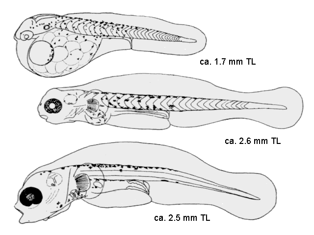 Selar crumenophthalmus