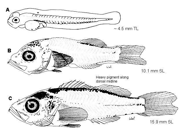 Sebastes flavidus