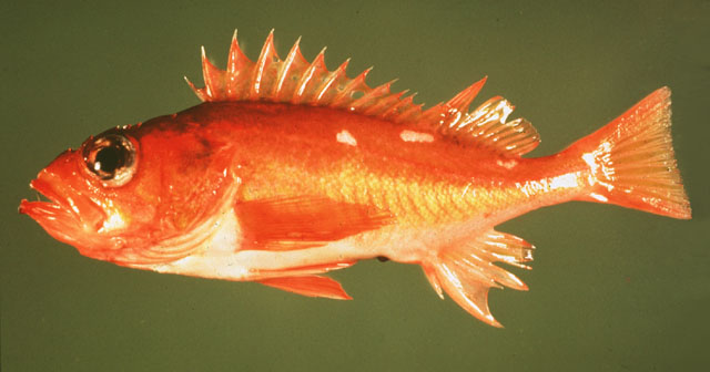 Sebastes helvomaculatus