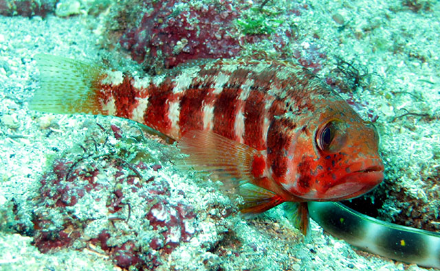 Serranus heterurus