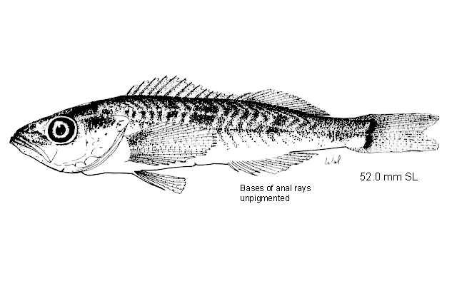 Sebastes jordani