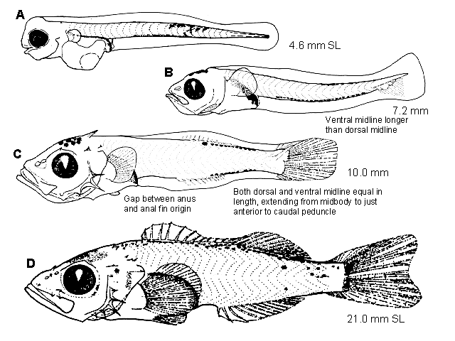 Sebastes jordani