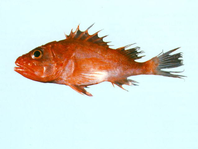 Selon_u0.jpg