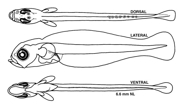 Sebastes norvegicus