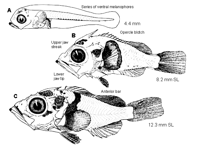 Sebastes melanostomus