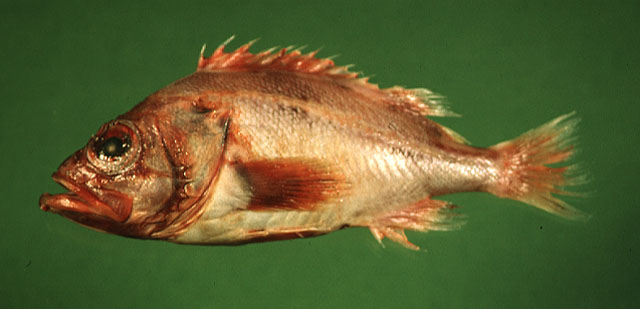 Sebastes melanostomus