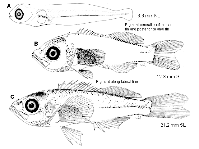 Sebastes mystinus