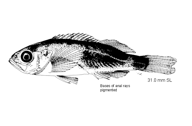 Sebastes polyspinis