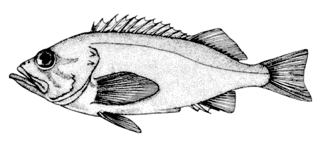 Sebastes polyspinis