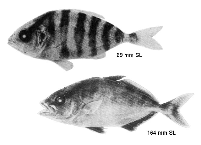 Seriola rivoliana