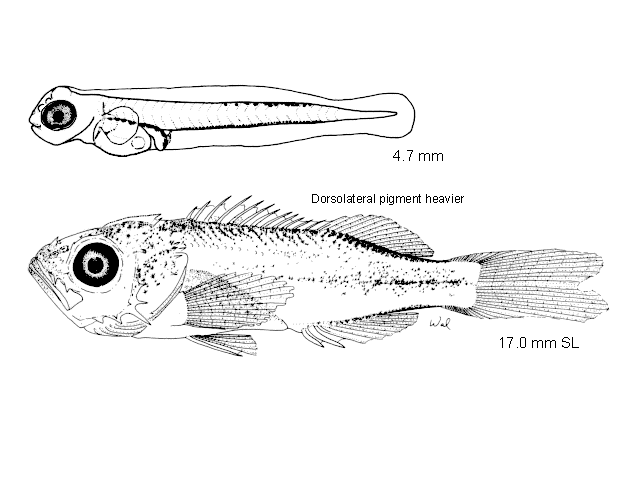 Sebastes saxicola