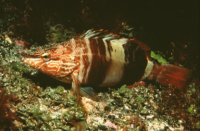 Serranus scriba