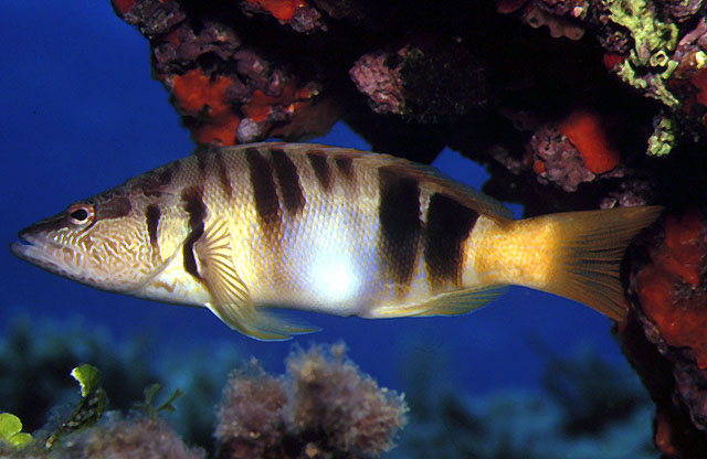 Serranus scriba