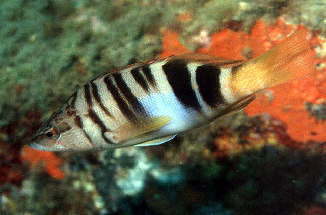 Serranus scriba