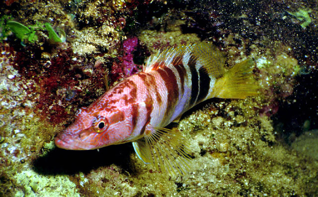 Serranus scriba