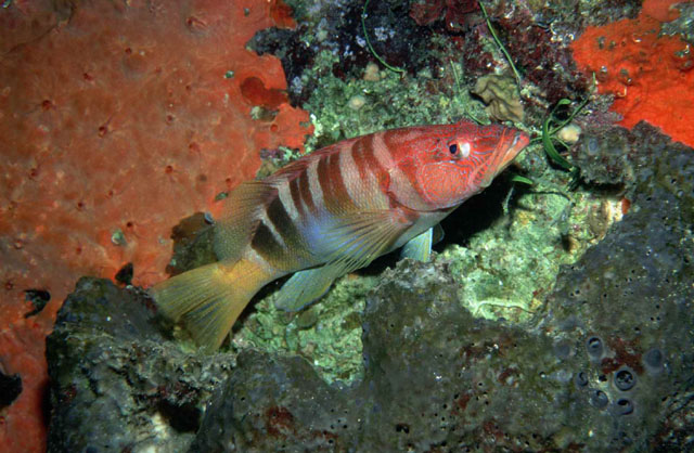 Serranus scriba