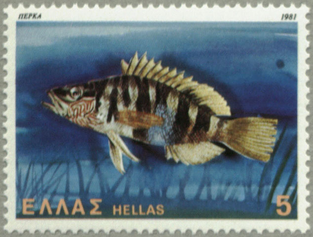 Serranus scriba