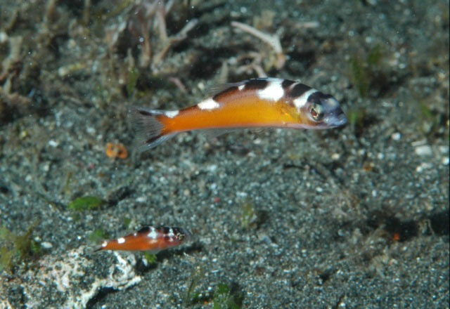 Serranus tabacarius