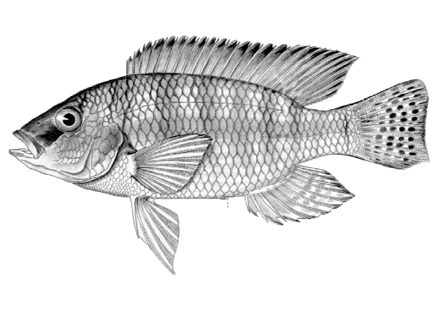 Sargochromis thysi