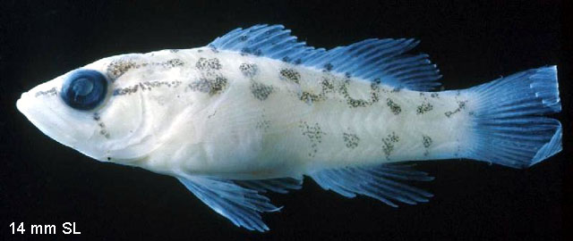 Serranus tigrinus