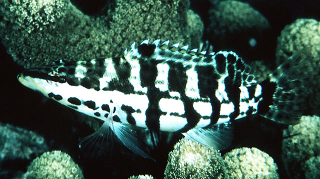 Serranus tigrinus