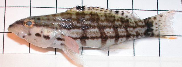 Serranus tigrinus