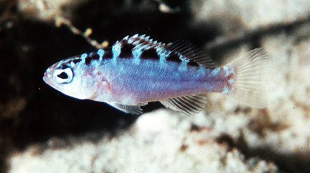 Serranus tortugarum