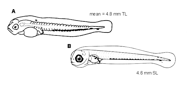 Sebastes variegatus