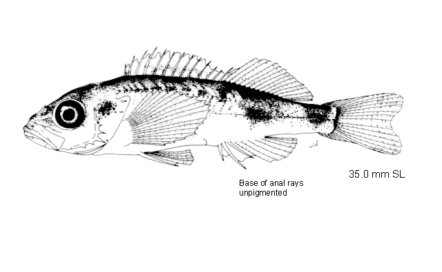 Sebastes wilsoni