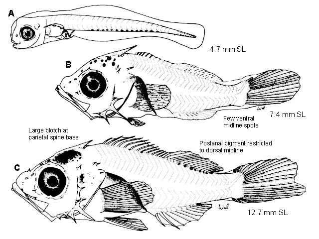 Sebastes zacentrus