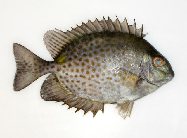 Siganus guttatus