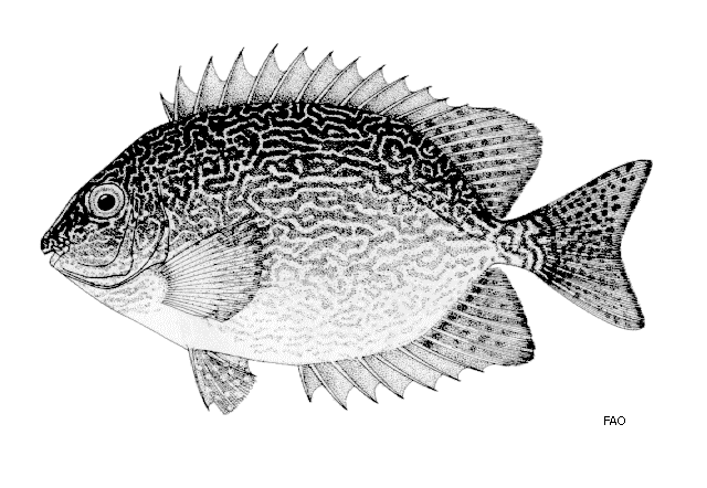 Siganus vermiculatus