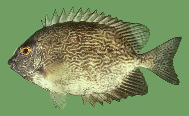 Siganus vermiculatus