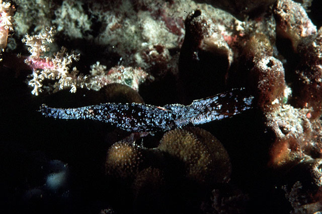 Solenostomus cyanopterus