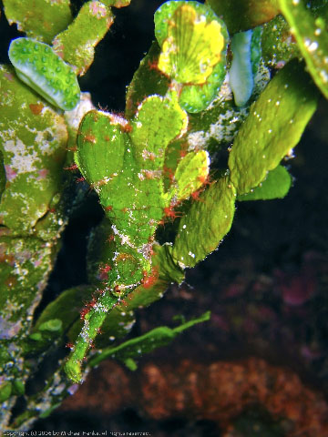 Solenostomus halimeda