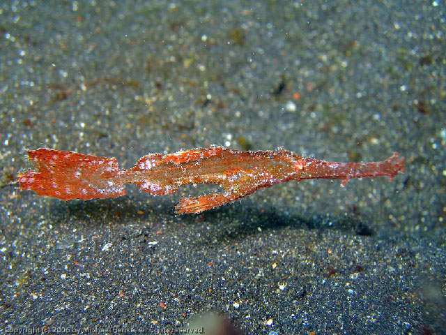 Solenostomus leptosoma