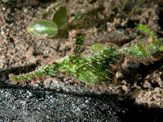 Solenostomus paegnius