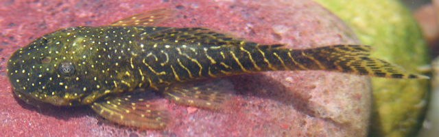 Soromonichthys stearleyi