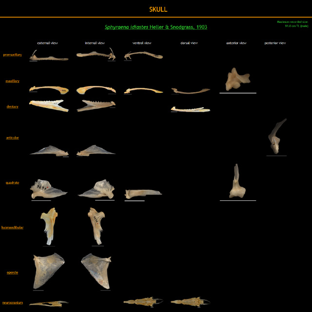 Sphyraena idiastes