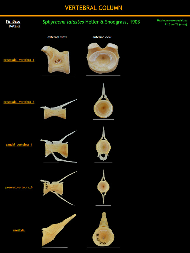 Sphyraena idiastes