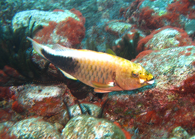 Sparisoma strigatum