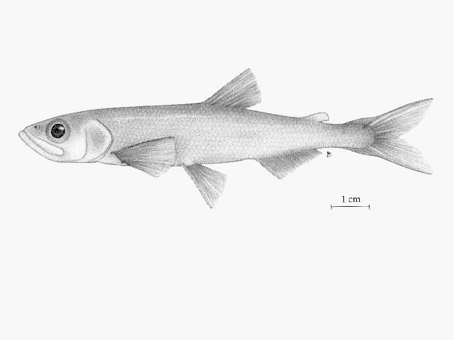 Spirinchus thaleichthys