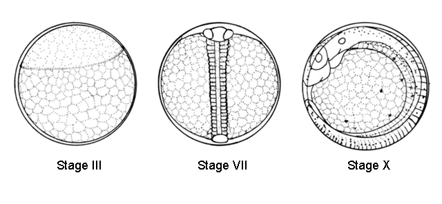 Strangomera bentincki